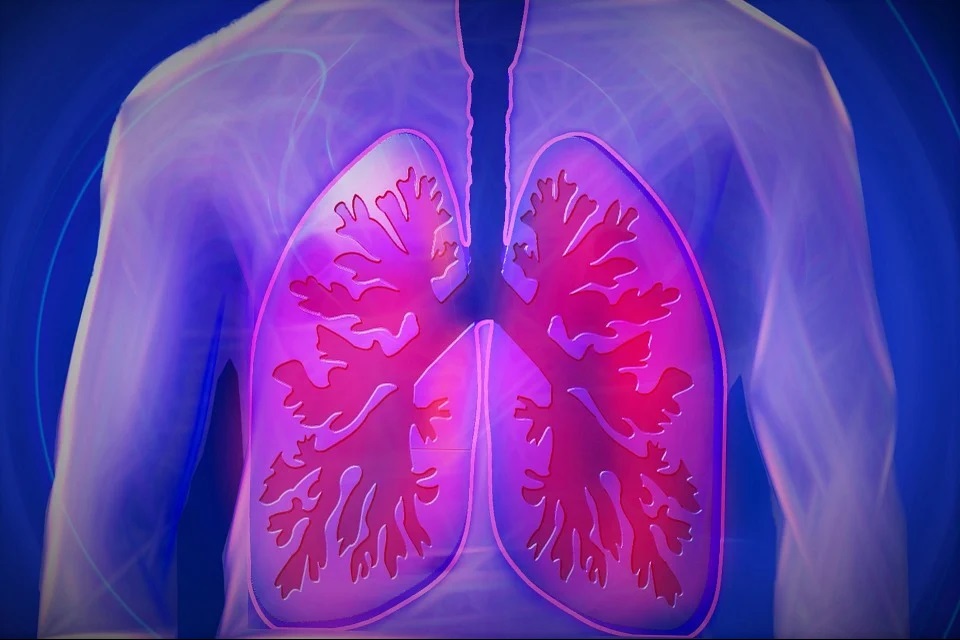 The lungs carry out the function of breath within the body.