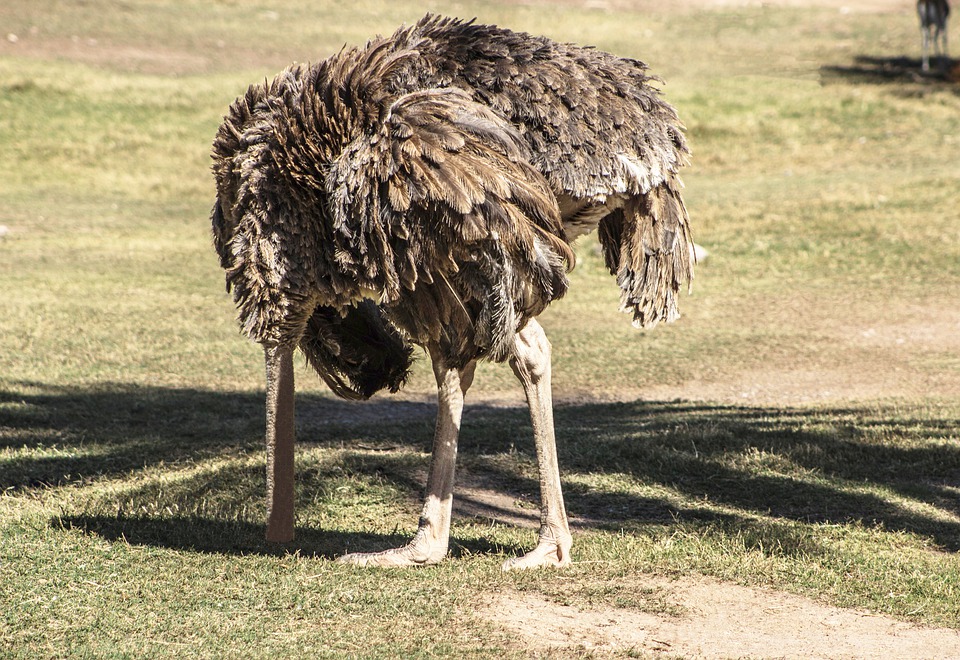 When an Ostrich is afraid, it avoids the fear by putting its head underground. Don't use the method of breath awareness to do the same.
