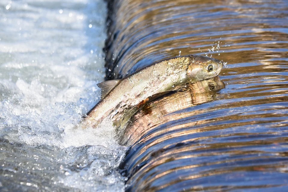 A fish swimming against the river illustrates the efforts you make against life. At some point, it has to let go into the water's movement.